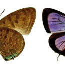 Image of Arhopala bella Bethune-Baker 1896