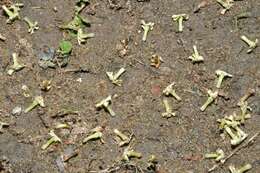 Image of Alstonia venenata R. Br.