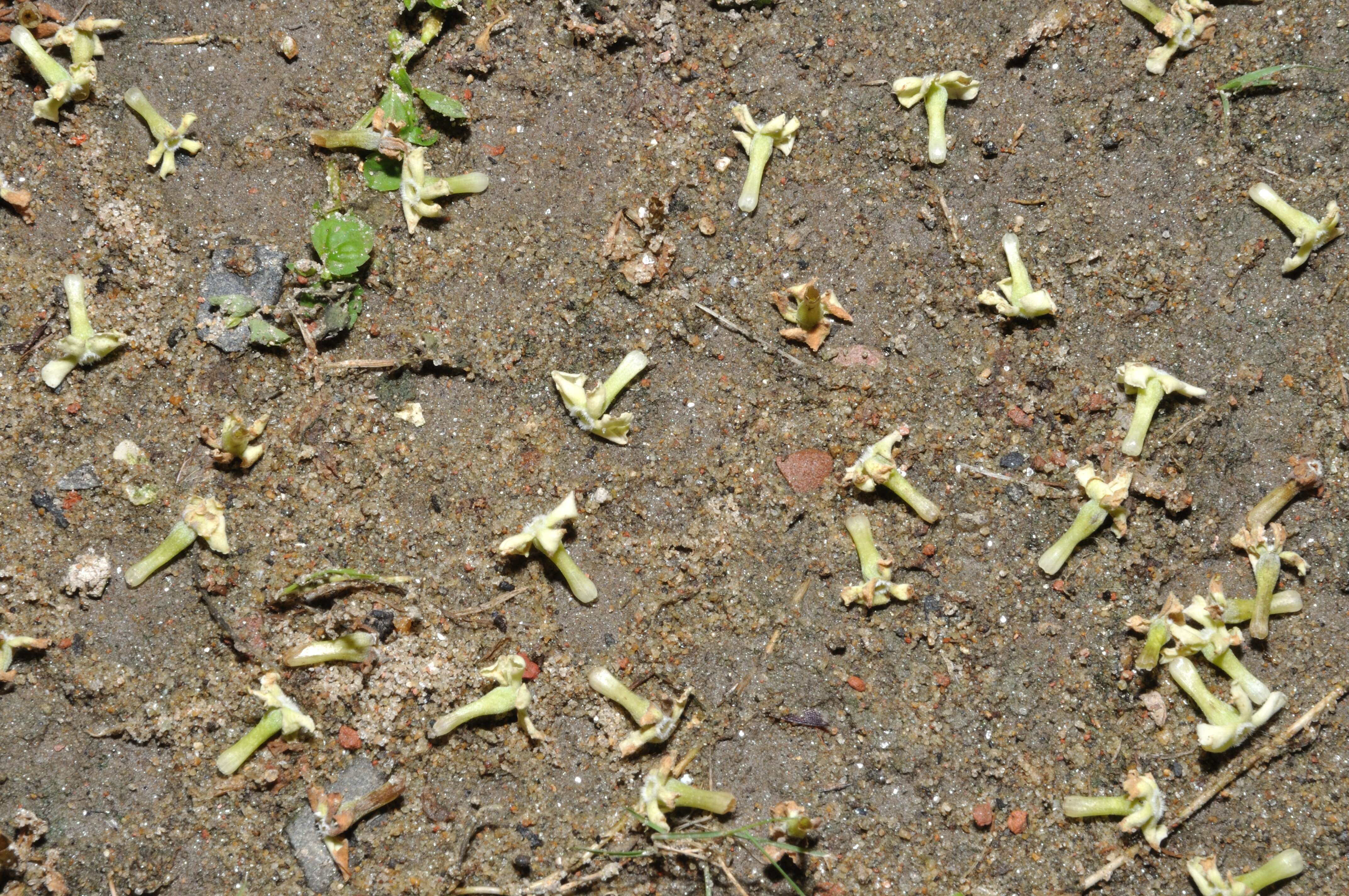 Image of Alstonia venenata R. Br.