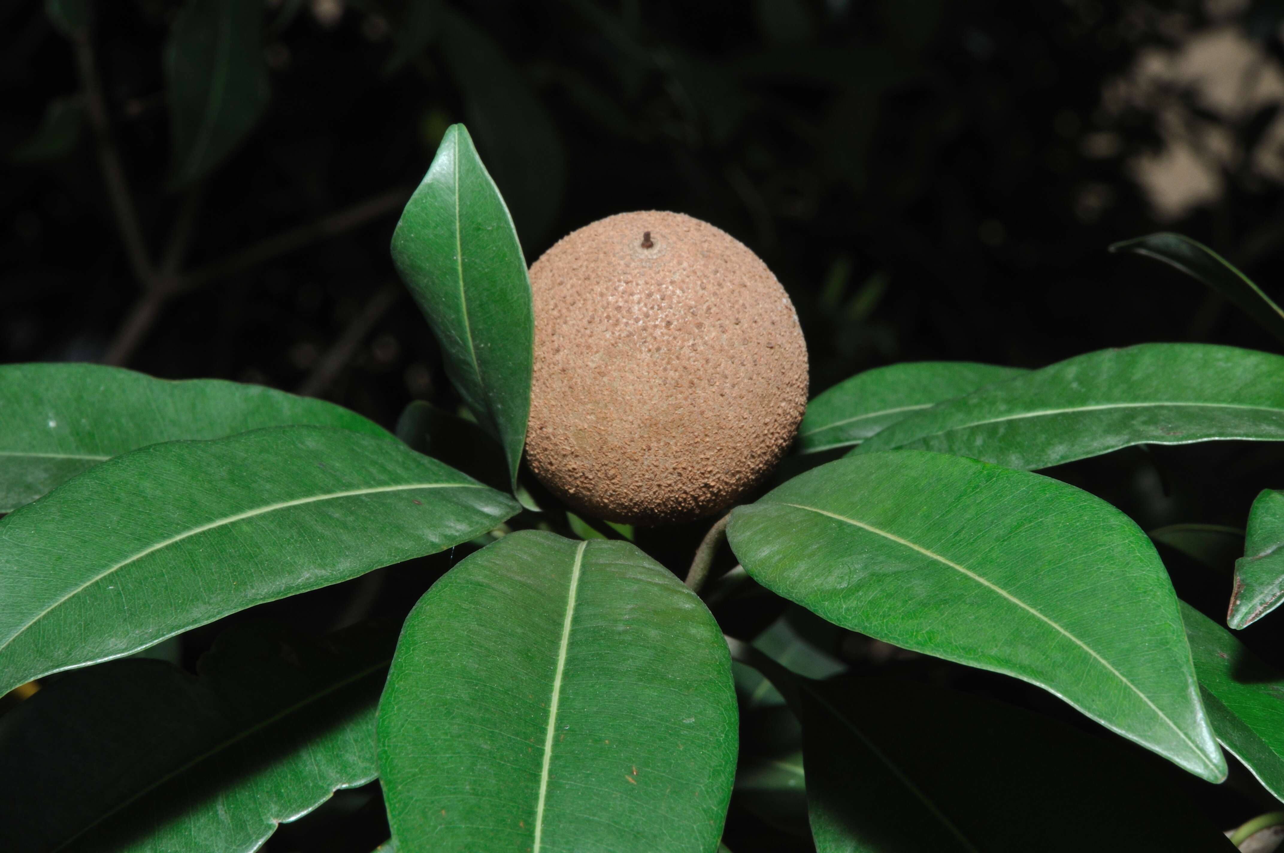 Image of sapodilla