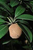 Image of sapodilla