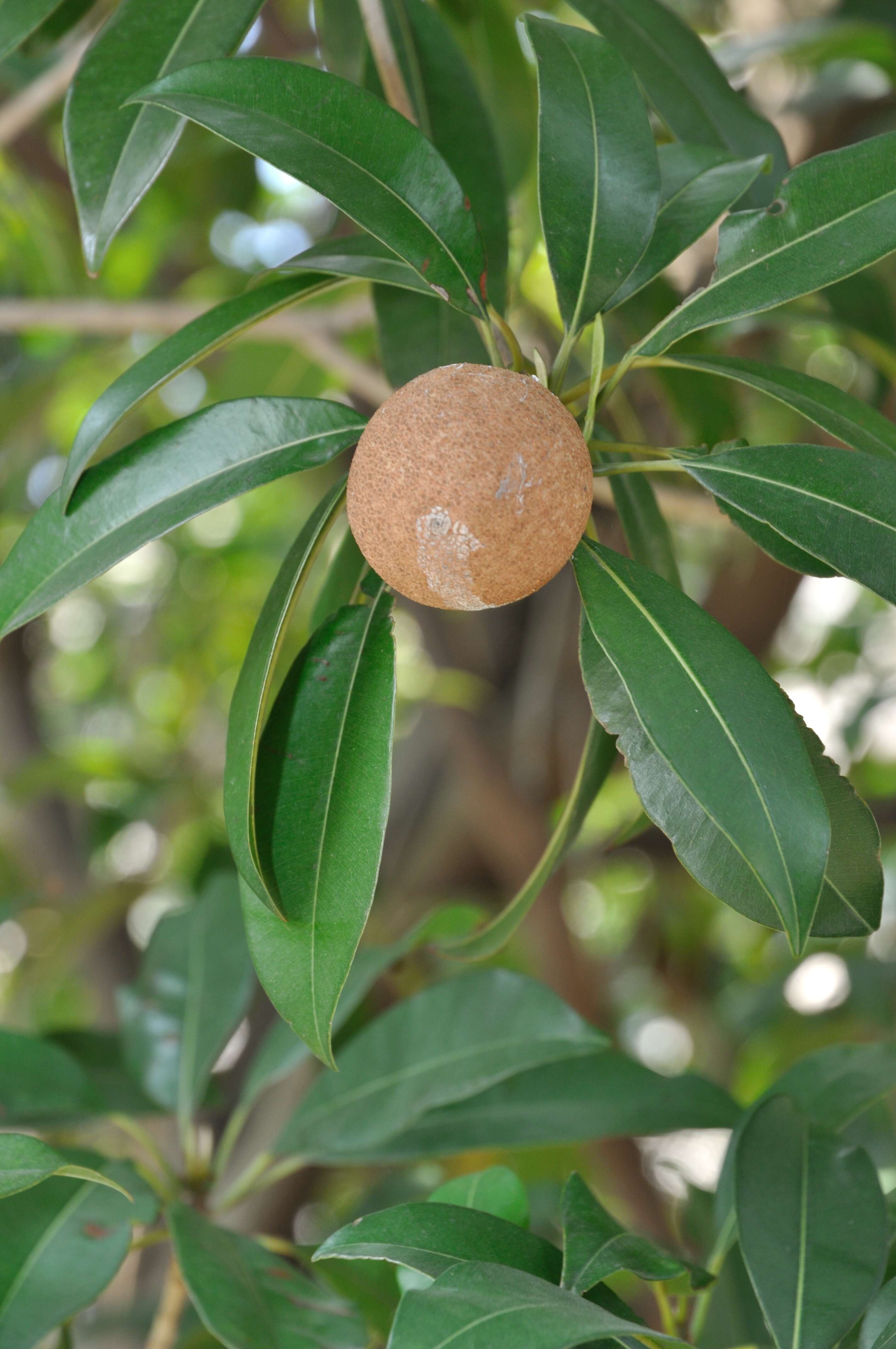 Imagem de Manilkara zapota (L.) P. Royen