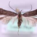 Image of Monochroa servella Zeller 1839