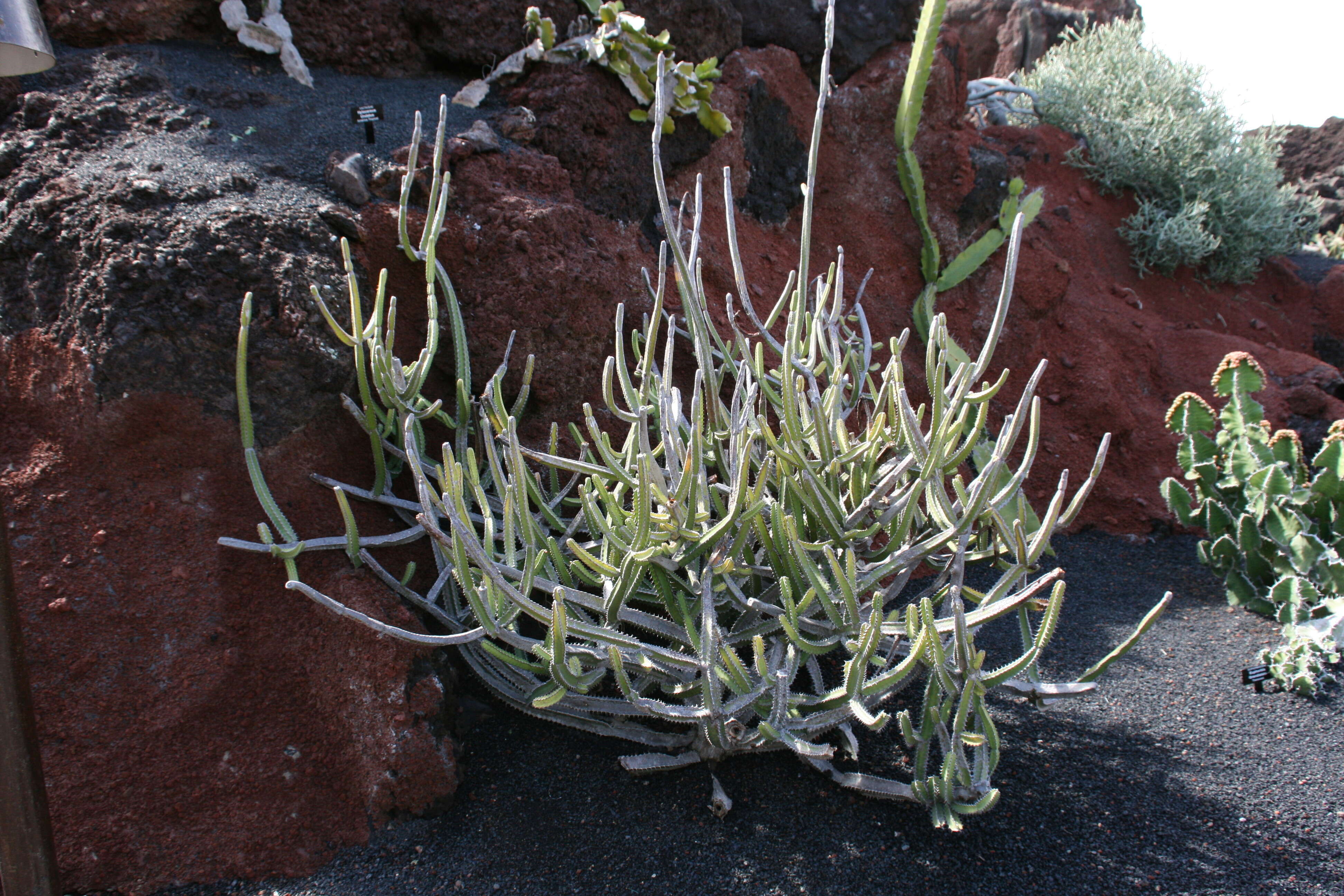 Imagem de Euphorbia heterochroma Pax