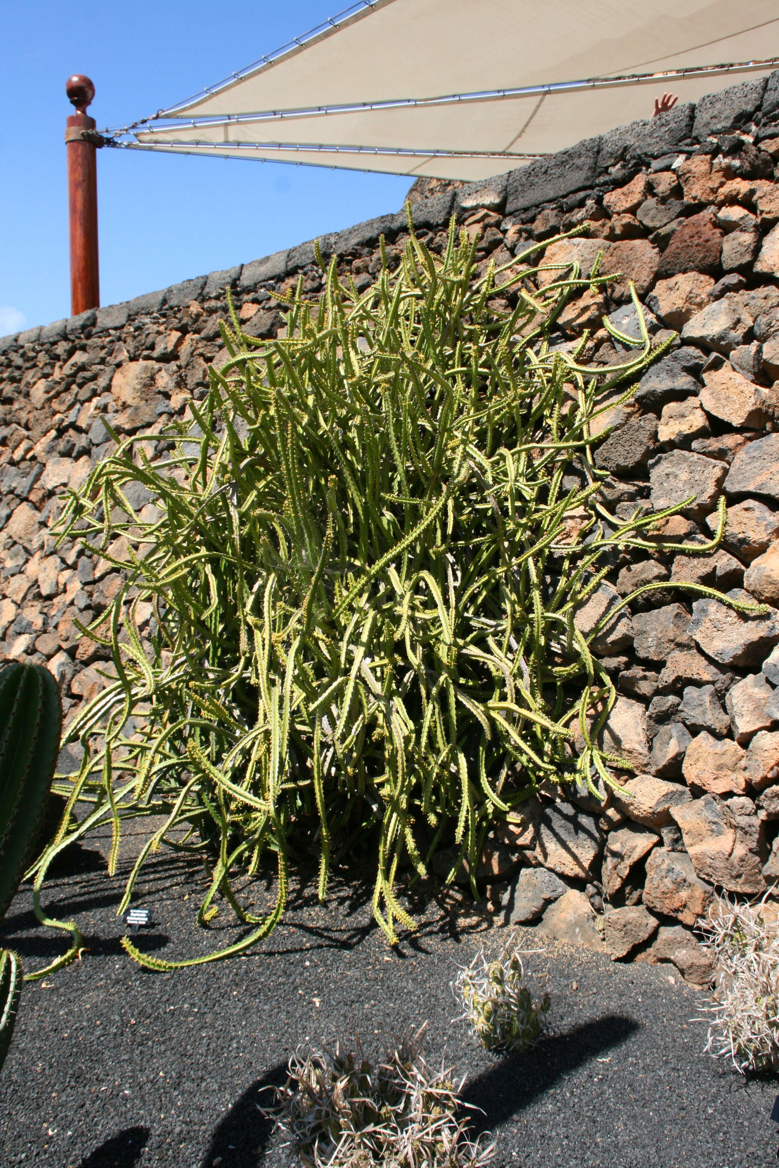 Imagem de Euphorbia heterochroma Pax