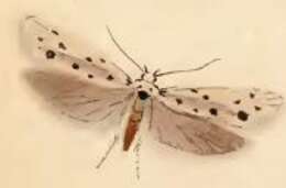 Image of Ethmia dodecea Haworth 1828