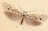 Image of Ethmia dodecea Haworth 1828