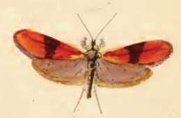 Image of Nemophora fasciella Fabricius 1775