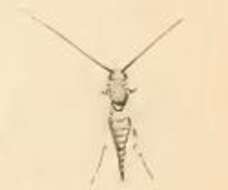 Image of Nemophora fasciella Fabricius 1775