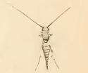 Image of Nemophora fasciella Fabricius 1775