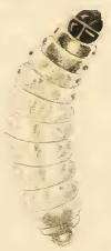 Image of Nemophora fasciella Fabricius 1775