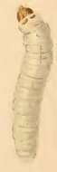Image de Myrmecozela ochraceella (Tengström 1848)