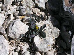 Image of Podunk ragwort