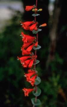 صورة Penstemon murrayanus Hook.