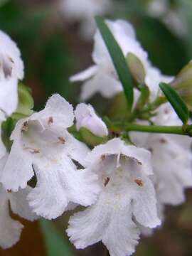 Image of Narrow-leaved Mint-bush