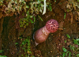 Sivun Boletellus emodensis (Berk.) Singer 1942 kuva