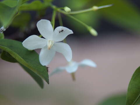 Image of Wrightia religiosa (Teijsm. & Binn.) Hook. fil.