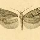 Image of Mirificarma rhodoptera Mann 1866