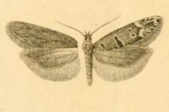 Image of Mirificarma rhodoptera Mann 1866