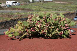 Image of Opuntia dillenii