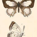 Image of Amblypodia disparilis C. Felder 1860