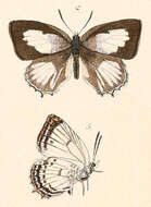 Image of Amblypodia disparilis C. Felder 1860