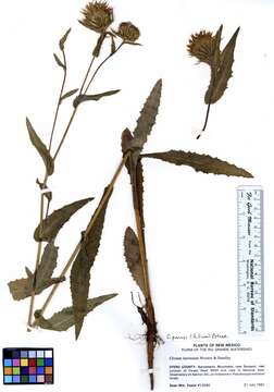 Image of Parry's thistle