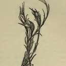 Image of Caryocolum leucomelanella Zeller 1839