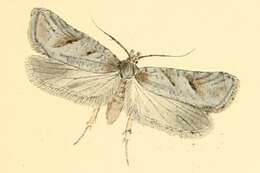 Image of Exaeretia allisella Stainton 1849