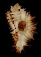 Image of Homalocantha secunda (Lamarck 1822)