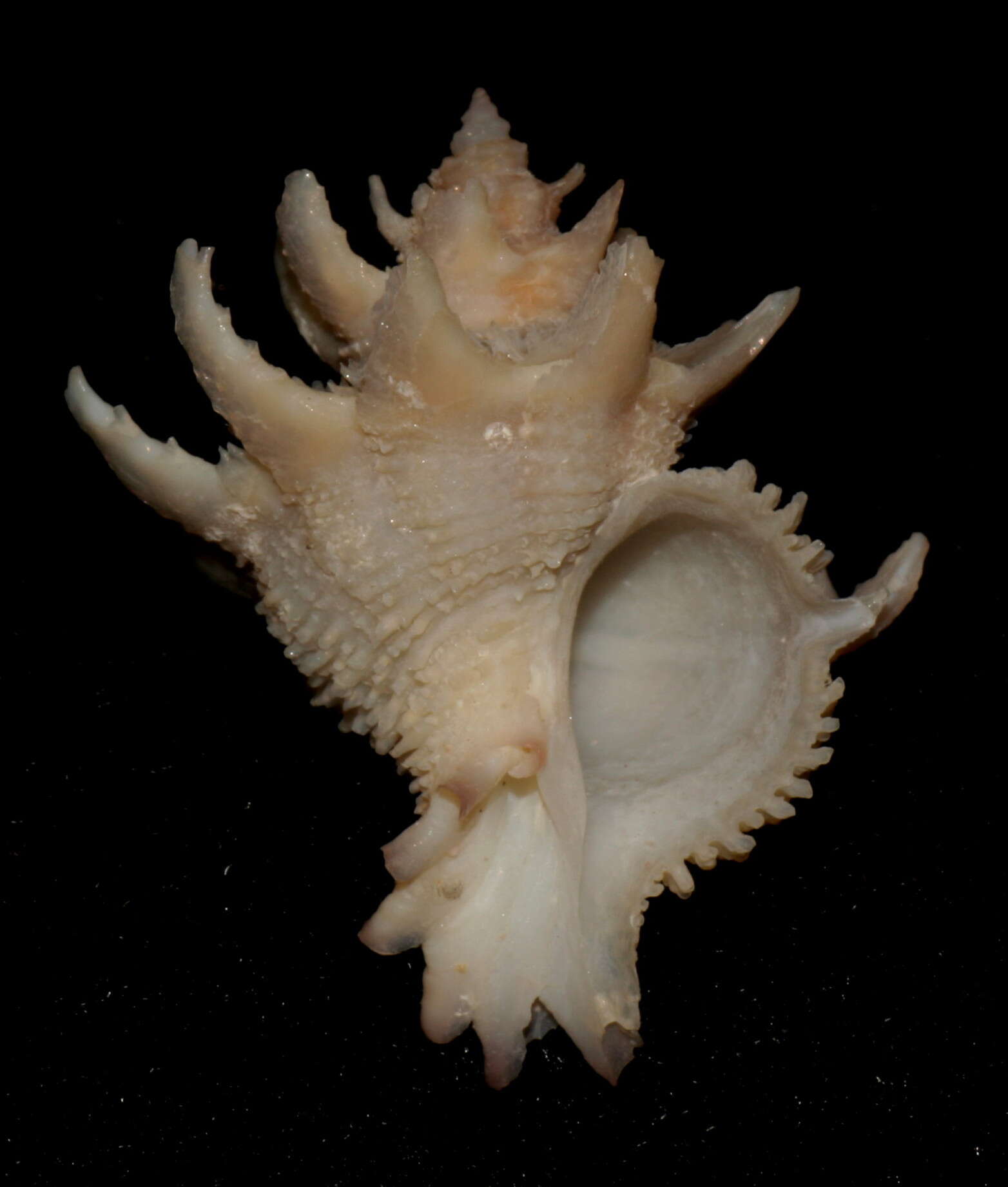 Image of Babelomurex armatus (G. B. Sowerby Iii 1912)