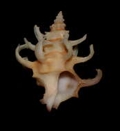 Babelomurex cristatus (Kosuge 1979)的圖片