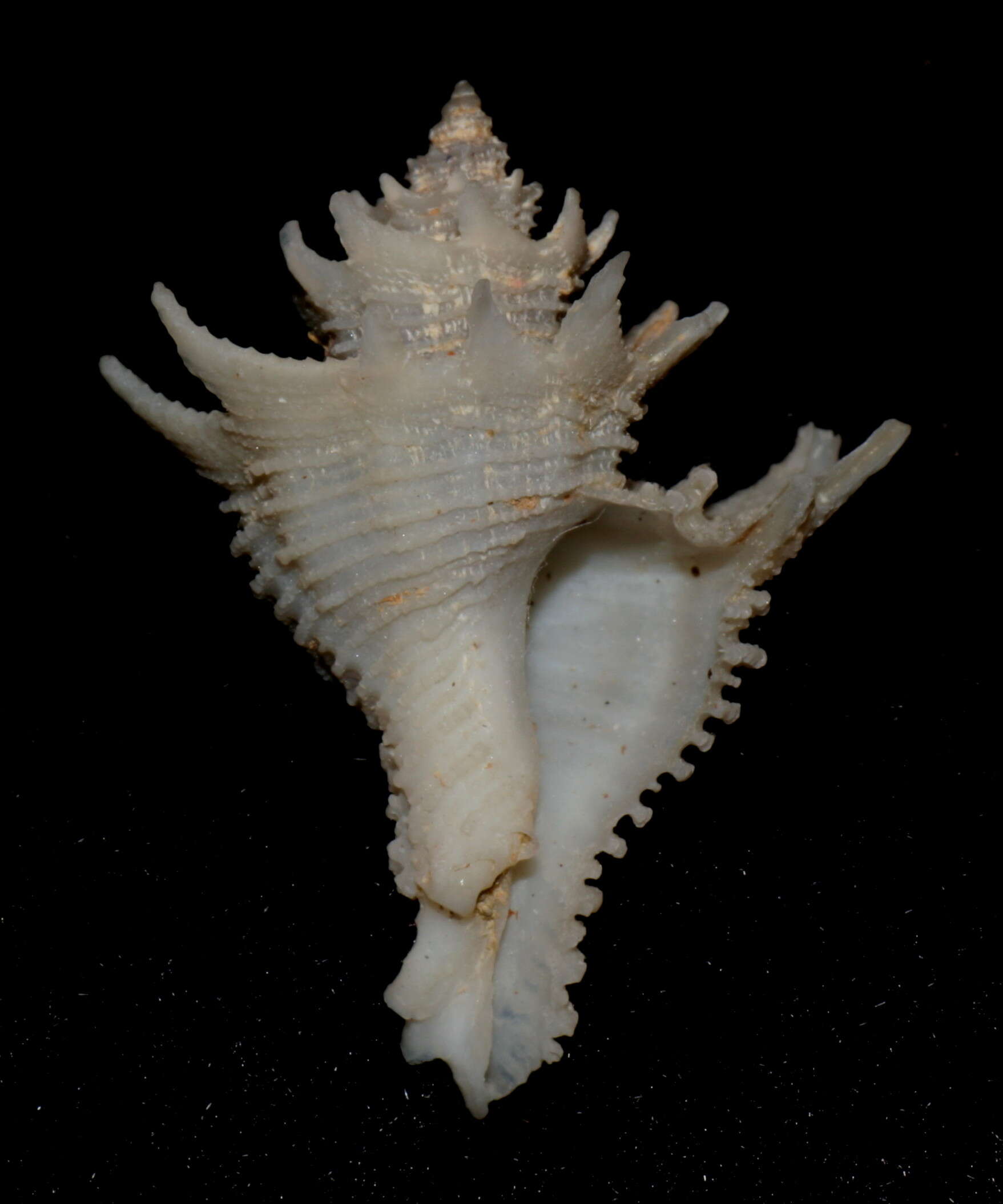 Image of Babelomurex japonicus (Dunker 1882)