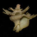 صورة Babelomurex latipinnatus (Azuma 1961)