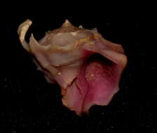 Image of Babelomurex longispinosus (M. Suzuki 1972)