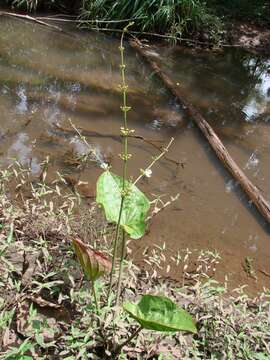 Image of Echinodorus macrophyllus (Kunth) Micheli