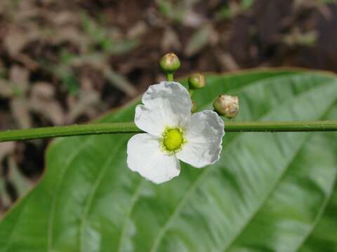 Echinodorus macrophyllus (Kunth) Micheli的圖片