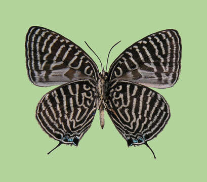 Image de Arhopala aronya (Hewitson (1869))