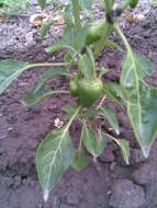 Imagem de Capsicum annuum L.