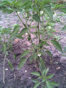 Imagem de Capsicum annuum L.