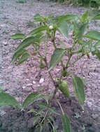 Image of cayenne pepper