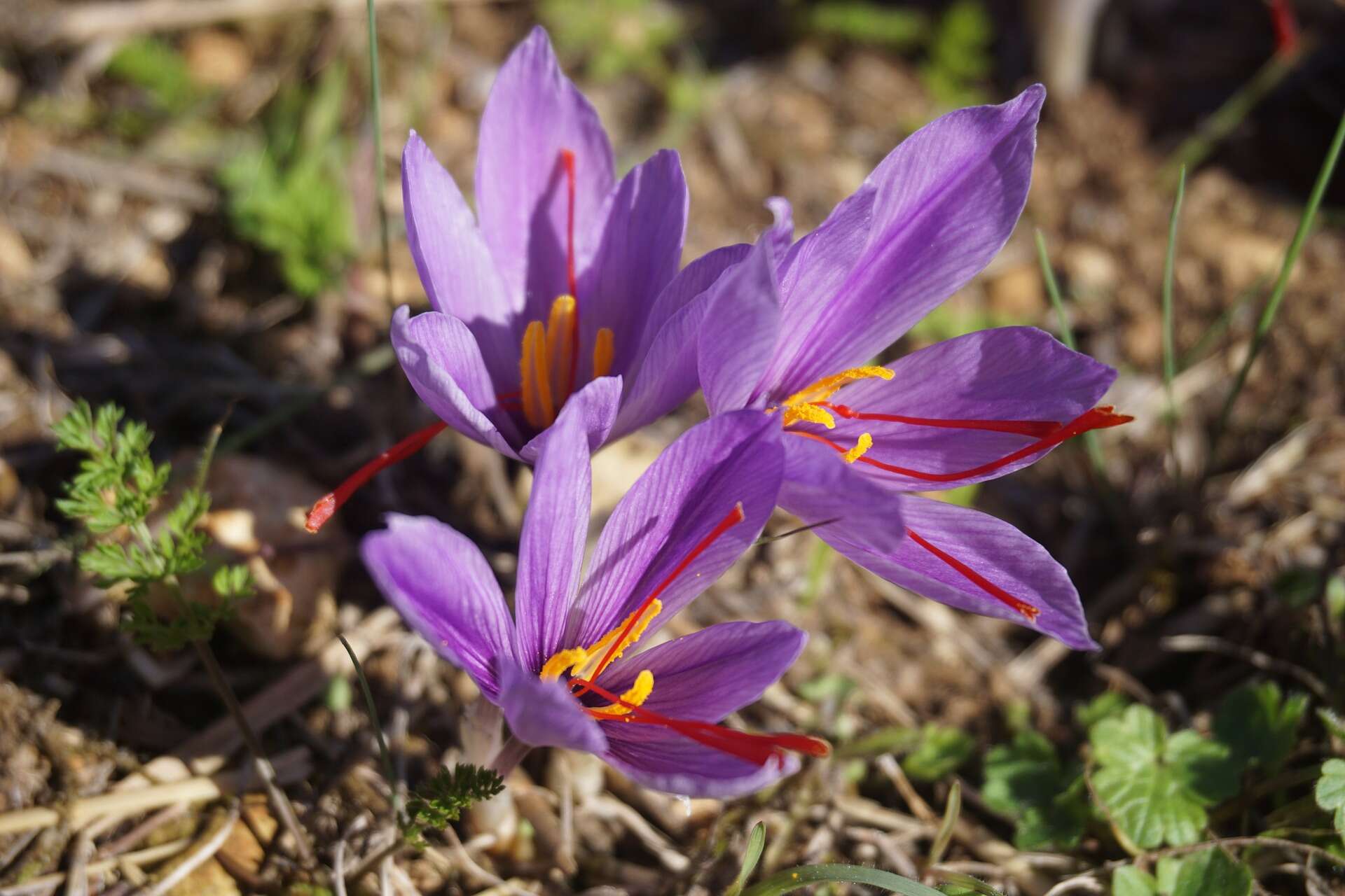 Image of autumn crocus