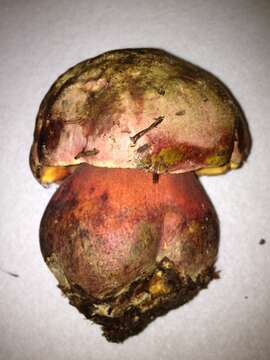 Imagem de Rubroboletus eastwoodiae (Murrill) Vasquez, Simonini, Svetasheva, Mikšík & Vizzini 2017