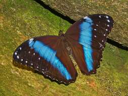 Image of Blue-banded Morpho Butterfly