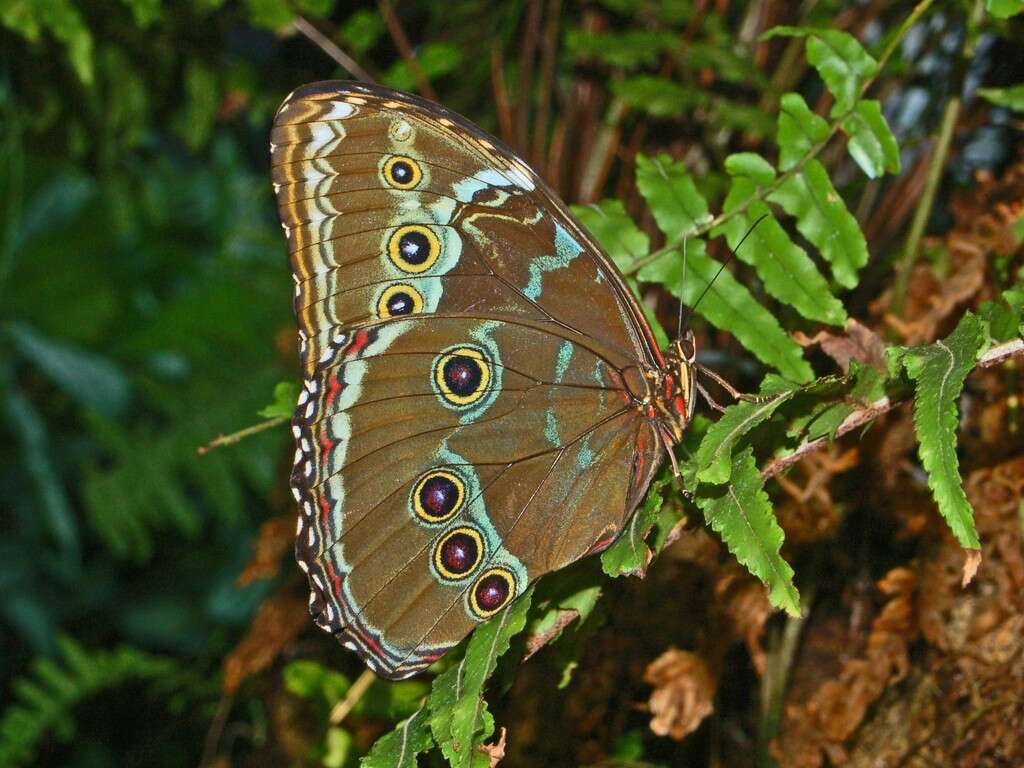 Image of Blue-banded Morpho Butterfly