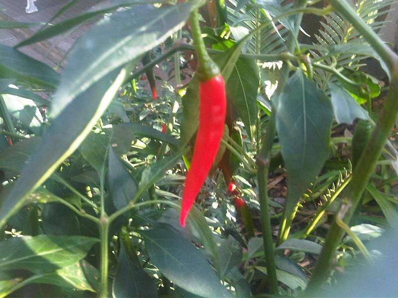 Imagem de Capsicum annuum L.