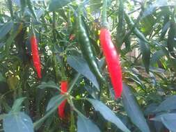 Image of cayenne pepper