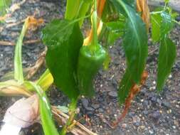 Image of cayenne pepper