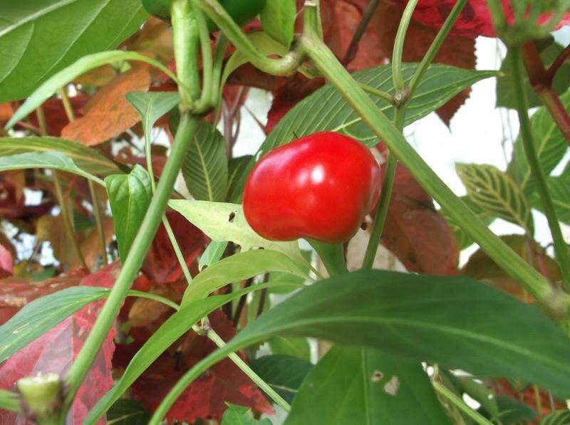 Image of cayenne pepper