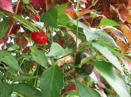 Image of cayenne pepper